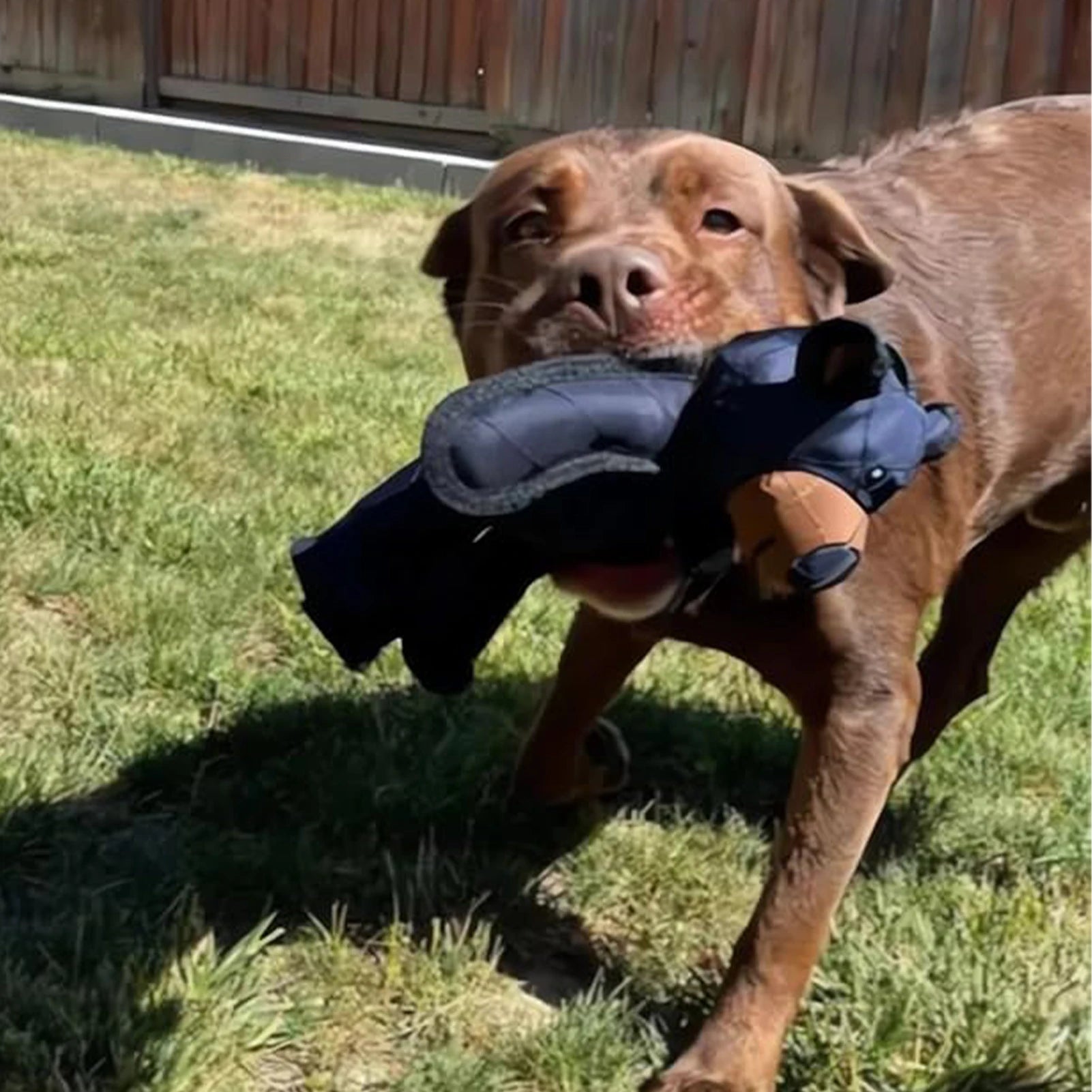 Squeaky Plush Bear Dog Toy – Durable Chew Toy for Puppies and Dogs | Soft, Cute, and Unbreakable Teddy Bear Design