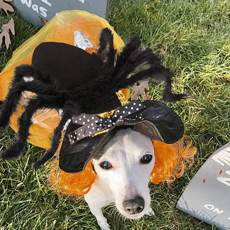 Halloween Pet Spider Costume – Funny Black Spider Outfit for Dogs and Cats, Perfect for Parties, Cosplay, and Holiday Events