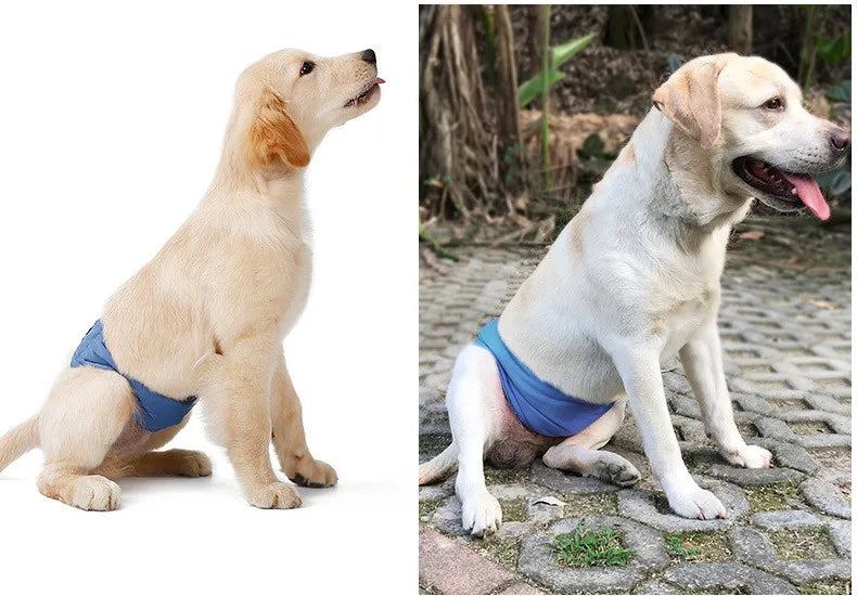 Reusable Male Dog Diaper – Washable Belly Band for Dog Incontinence, Marking, and Hygiene Care